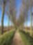 Cycliste sur un sentier avec des champs de chaque côté et des arbres nus le long du chemin.